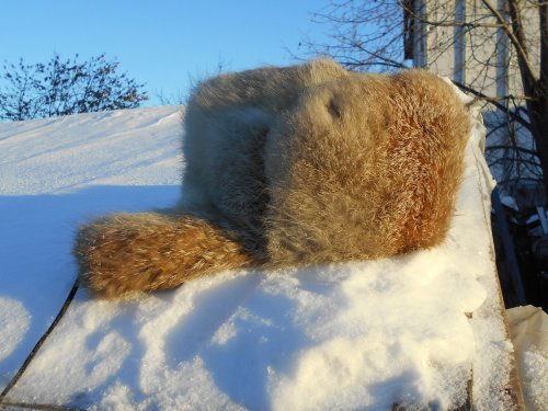 Зимушка, корсак)