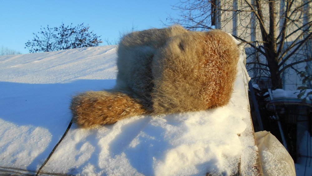 Зимушка, корсак)