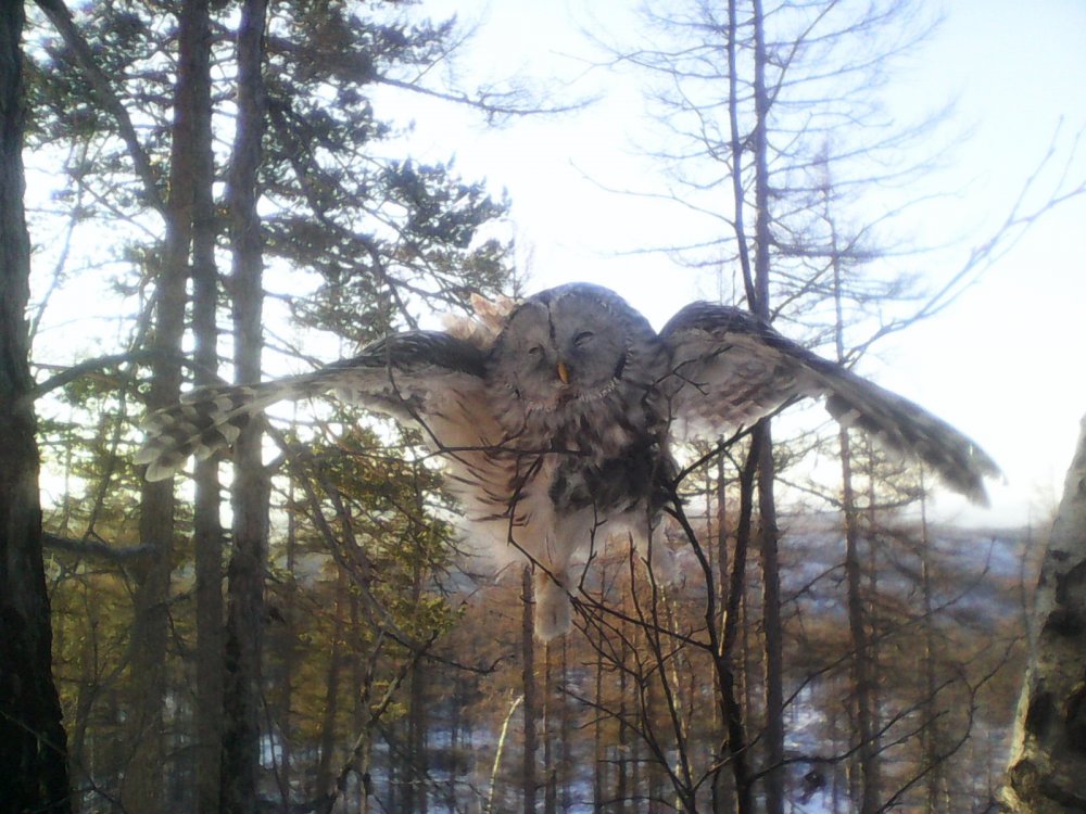 залезла в капкан