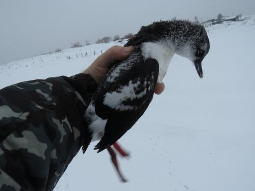Тихоокеанский чистик