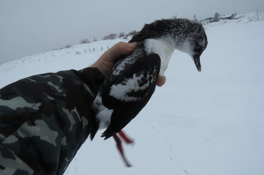 Тихоокеанский чистик