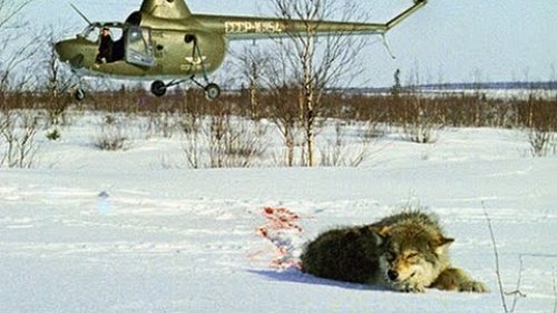 Охота на Волков! Суровые таёжные края.