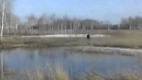 Лоси