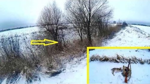 Охота на зайца. Тропление, добор подранка