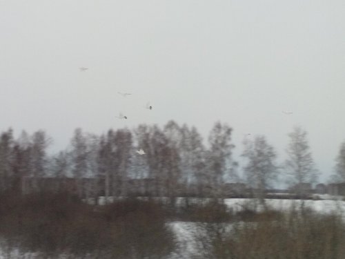 Полет "белых голубей"