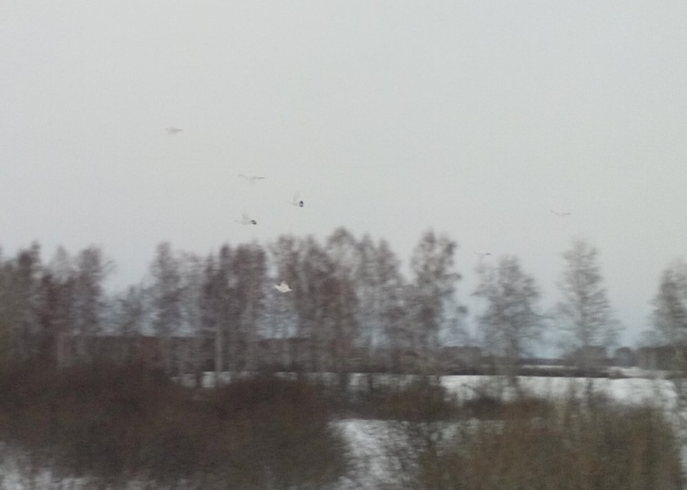 Полет "белых голубей"