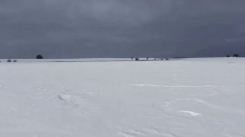 Заяц с лежки