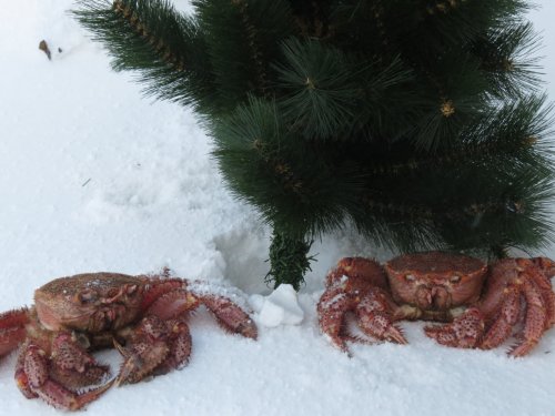 Новогодние)))