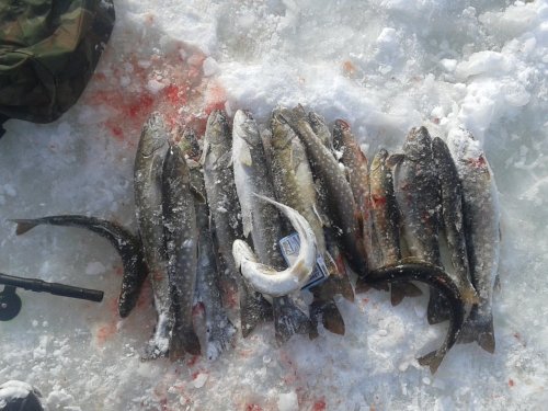 Результат...Голец и кумжа....