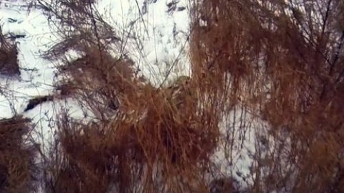 Охота на зайца. Уникальный случай. Тропление зайца. Иж-43