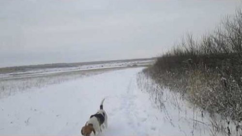2 зайца