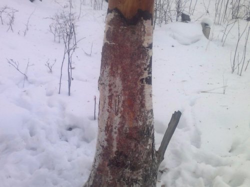 И зимой приходят