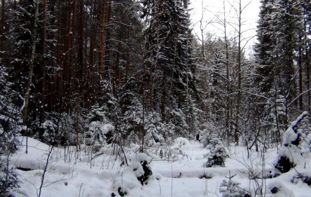 Декабрьский лес.