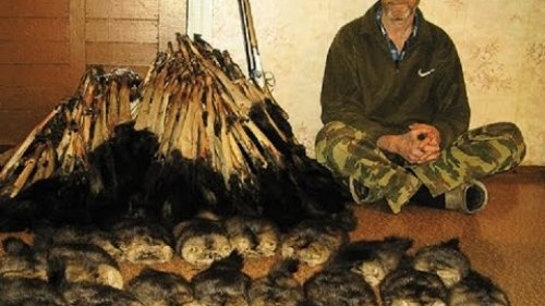 Образ жизни профессиональных промысловых охотников.