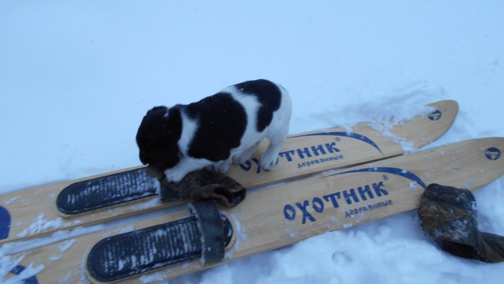 Охотник