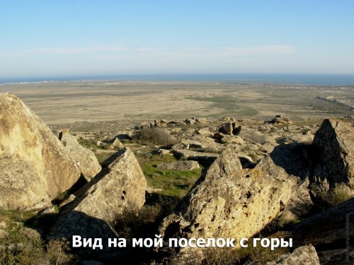 Волчица
