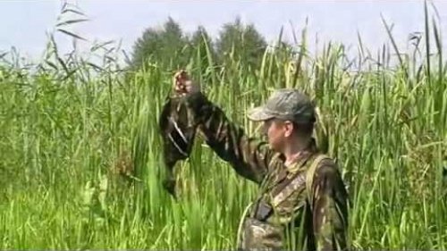 Открытие охоты на утку