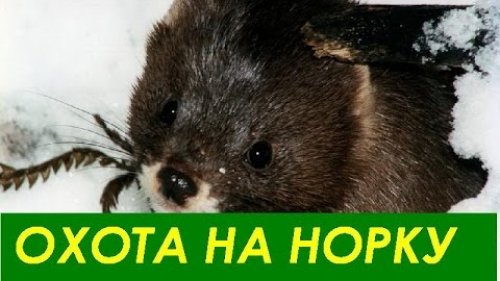 Охота на норку с лайкой