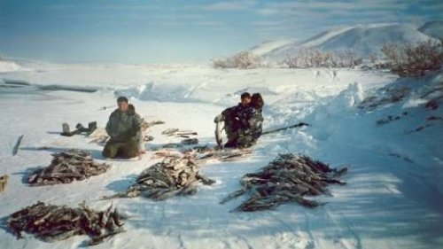 Заездок на Налима! Рыбалка в заповедных местах Севера. Трофейный улов.