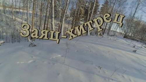 Охота на зайца.Заяц-Хитрец
