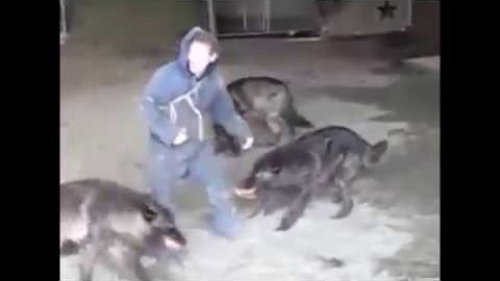 Волки нападают на человека, удивительный