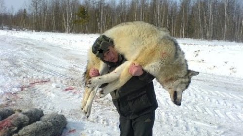 Охота на волка! Добыча волков в глуши тайги. Опасный промысел.