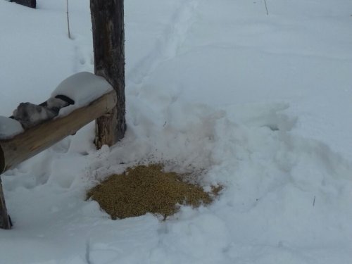 После бурана подсыпали зерно, развезли сено.