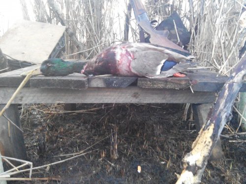 Весна скоро весна!!!