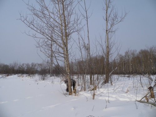 Подрезать осинки, тоже не повредит.