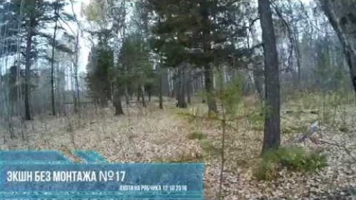 Экшн без монтажа №17. Охота на рябчика с манком. Нереальный промах.