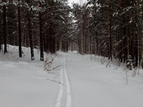 Зимний лес.
