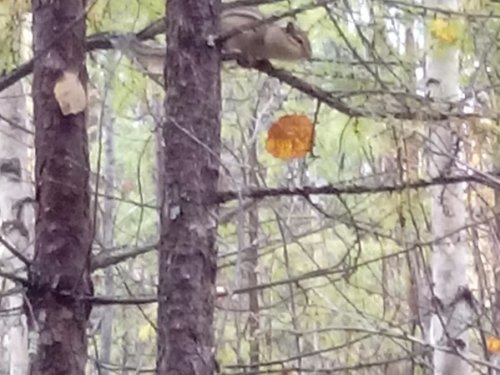 Бурундучек