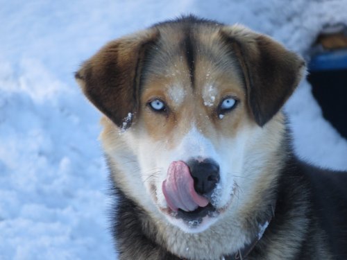 Пёс
