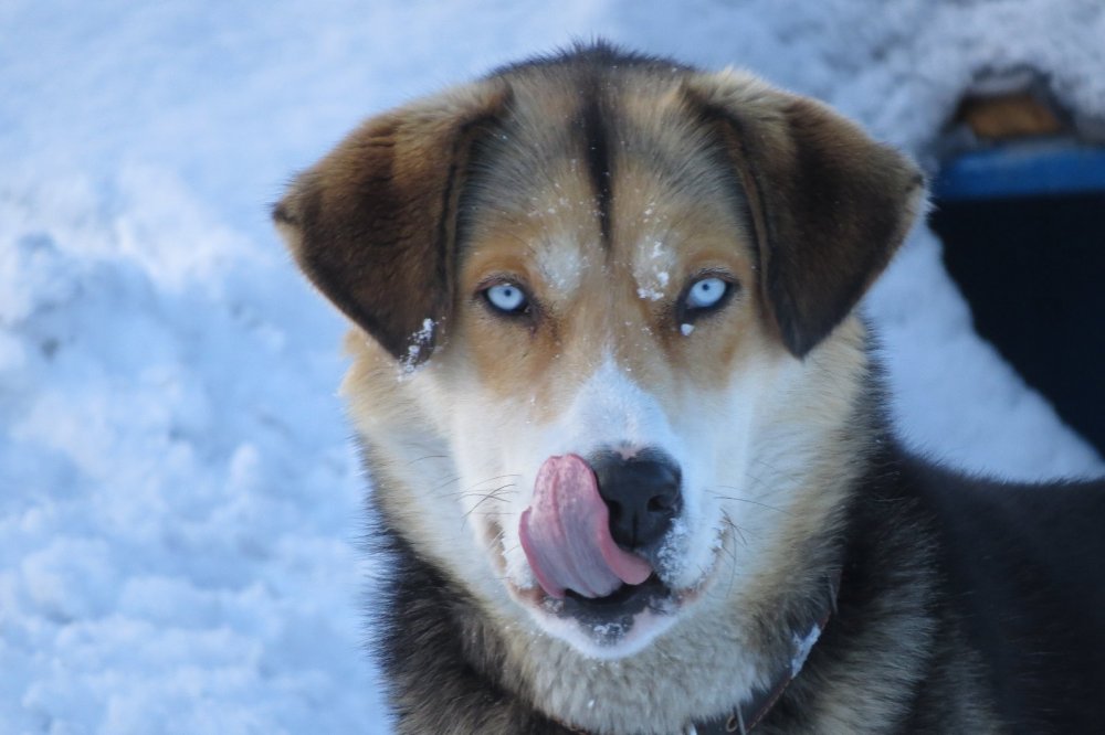 Пёс