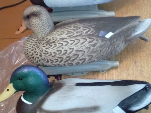 Чучела Фламбо