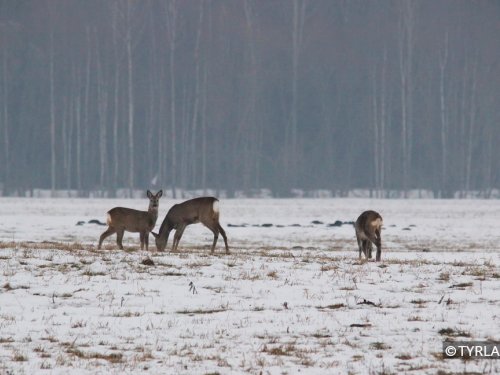 Косули в поисках еды.