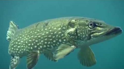 Щука АТАКУЕТ! Подводные съемки/Pike attacks