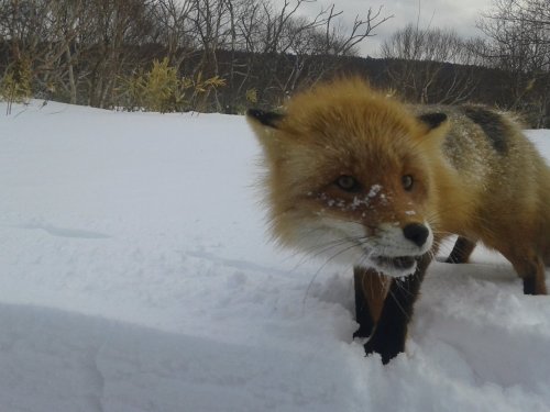 Вот еще фотоохота удалась...