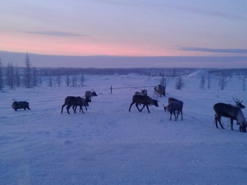 Заполярье