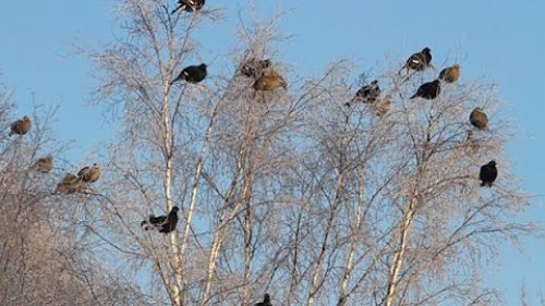 Охота в глухозимье