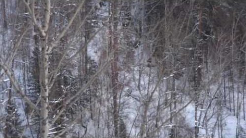 Косули кормятся