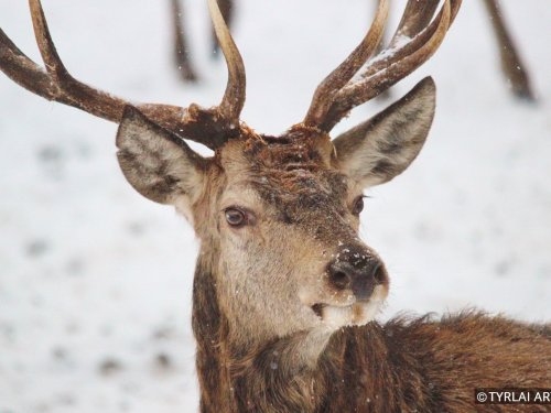 Крупным планом. Благородный олень / Closeup. Deer.