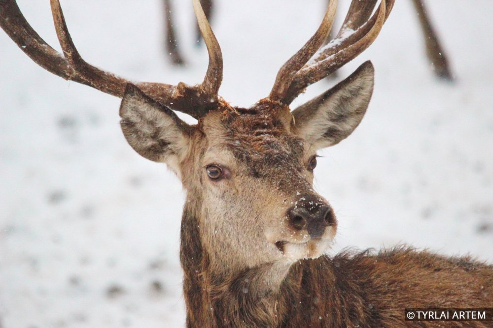 Крупным планом. Благородный олень / Closeup. Deer.