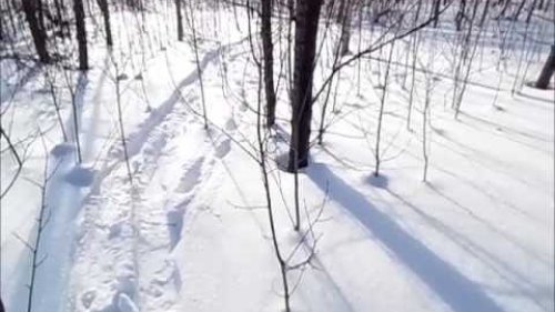 Чей  след?
