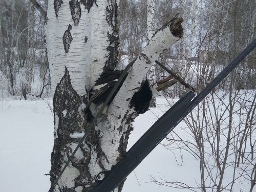 Заветный Косач