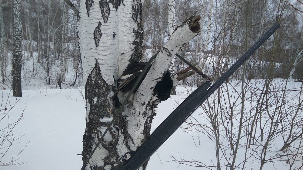 Заветный Косач