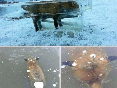 Трофеи бывают разные