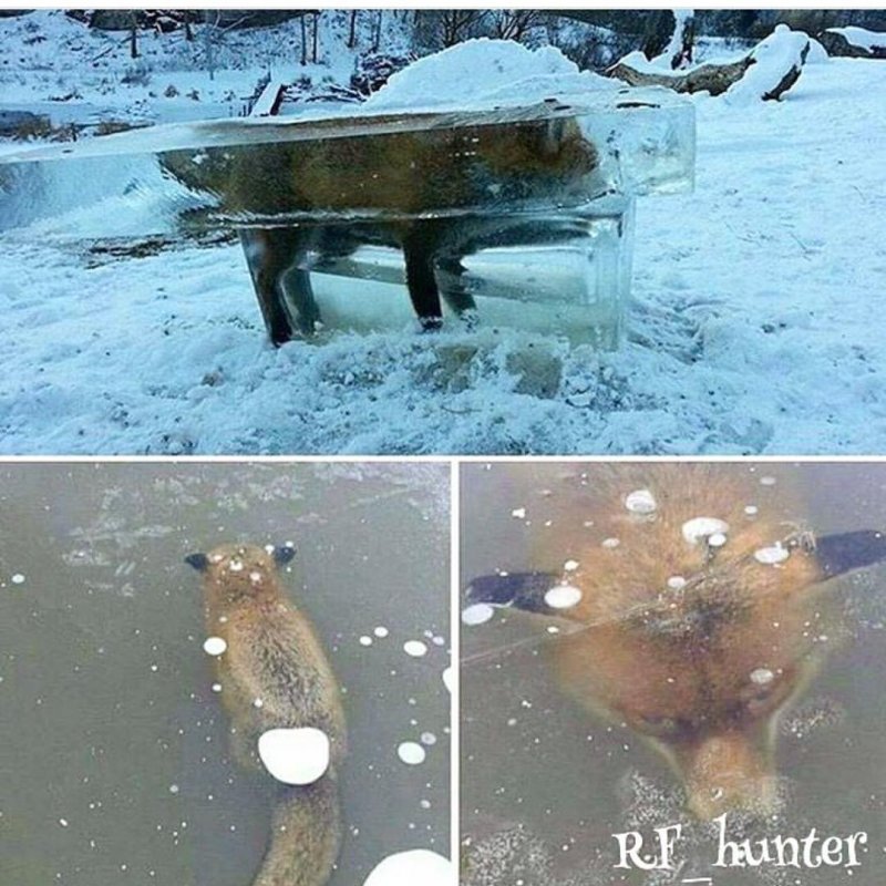Трофеи бывают разные