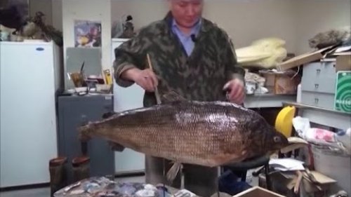 Легендарный Чир, вошедший в историю.