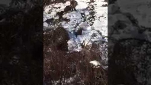 Охота на кабана
